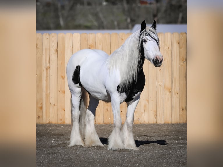 Tinkerhäst Sto 18 år 157 cm Pinto in Hamilton