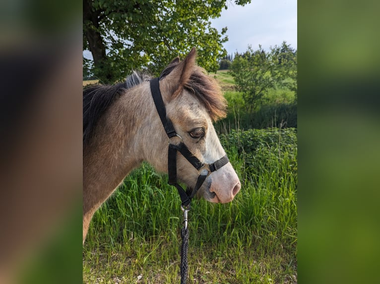 Tinkerhäst Blandning Sto 1 år 130 cm Palomino in Oettingen in Bayern