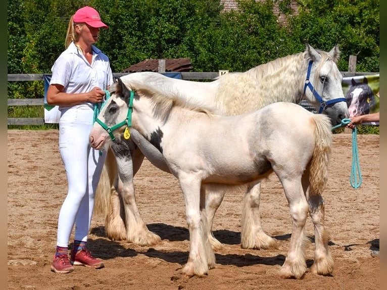 Tinkerhäst Sto 1 år 150 cm Pinto in Wleń