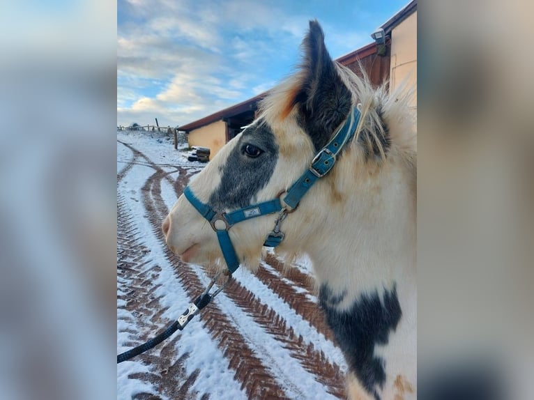 Tinkerhäst Sto 1 år 150 cm Pinto in Wleń