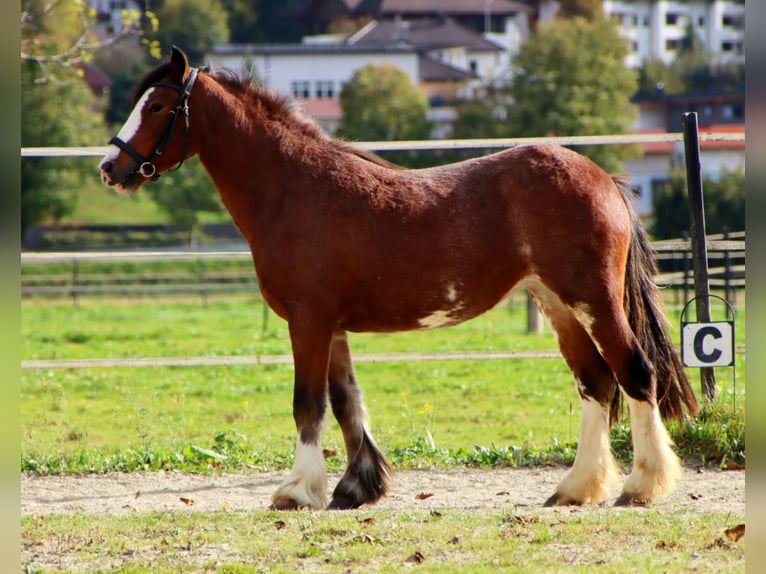 Tinkerhäst Sto 3 år 135 cm Sabino in Kirchbichl