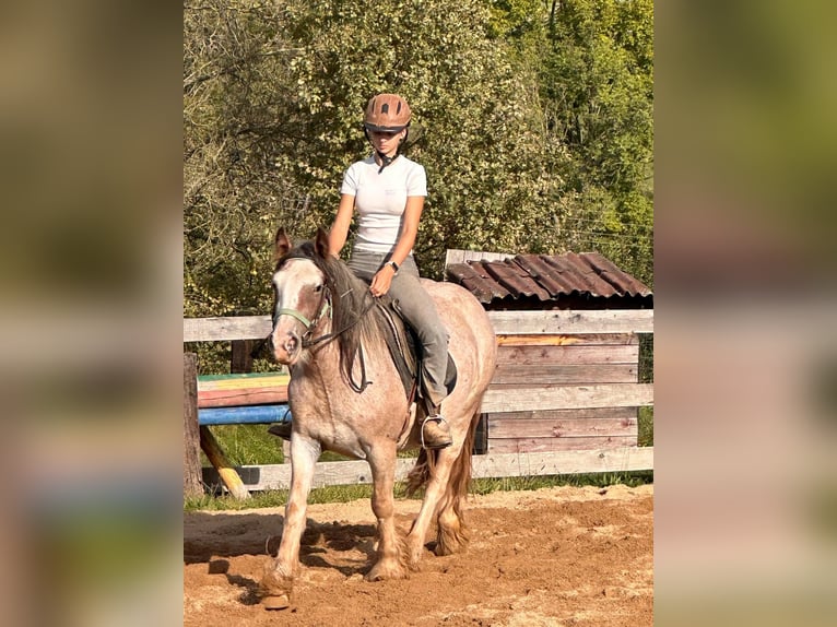 Tinkerhäst Sto 3 år 142 cm Rödskimmel in Wlen