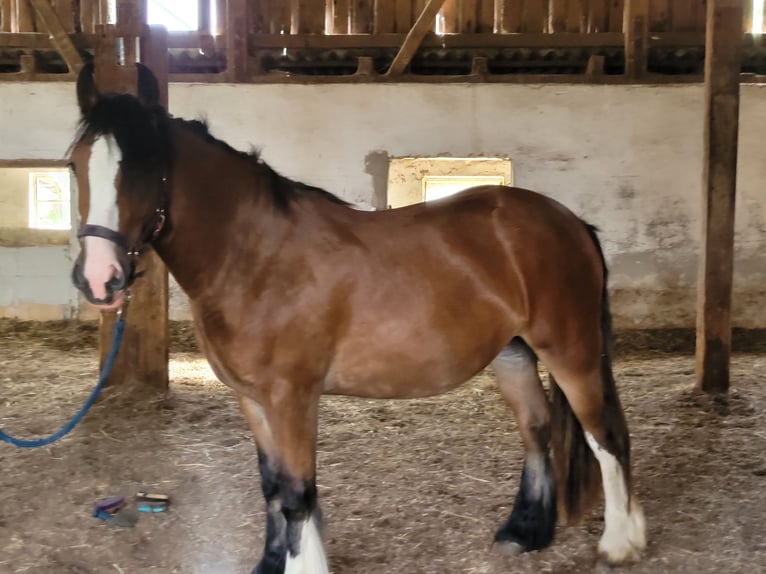 Tinkerhäst Sto 3 år 145 cm Brun in Donzdorf