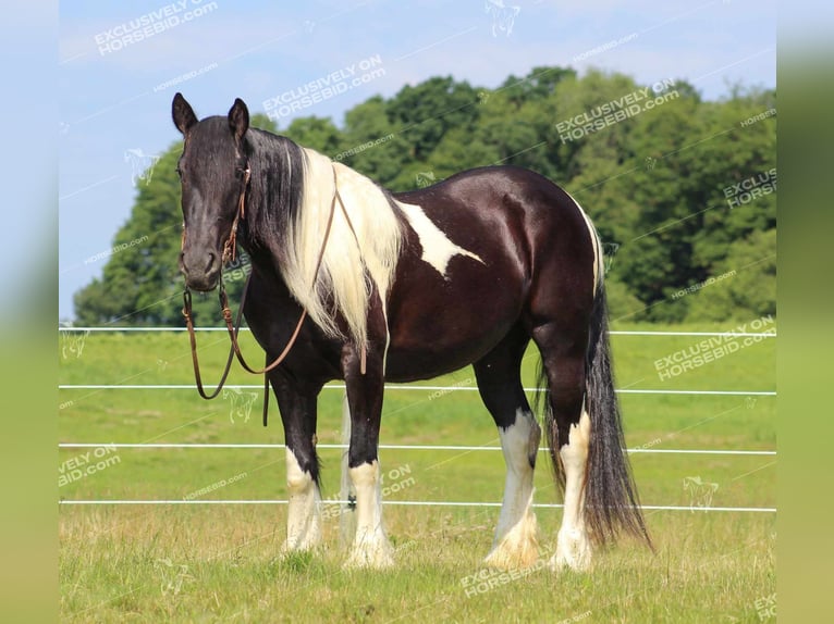 Tinkerhäst Sto 3 år 155 cm Pinto in Clarion, PA