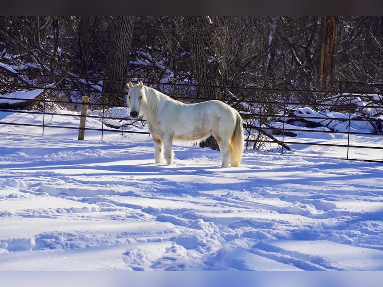 Tinkerhäst Sto 3 år Gulbrun in Valley Springs, SD