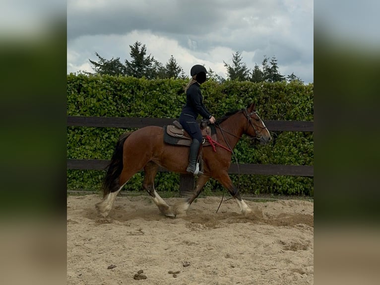 Tinkerhäst Sto 4 år 153 cm Brun in Daleiden