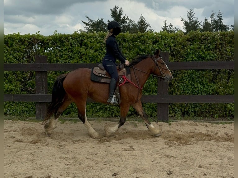 Tinkerhäst Sto 4 år 153 cm Brun in Daleiden