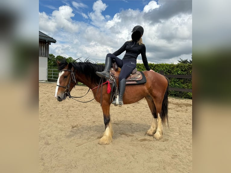 Tinkerhäst Sto 4 år 153 cm Brun in Daleiden