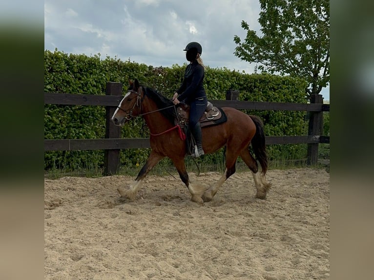 Tinkerhäst Sto 4 år 153 cm Brun in Daleiden