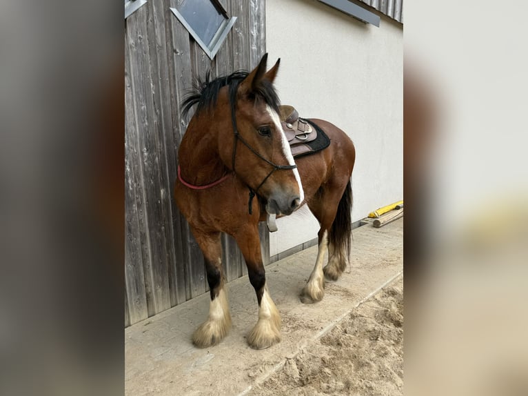 Tinkerhäst Sto 4 år 153 cm Brun in Daleiden