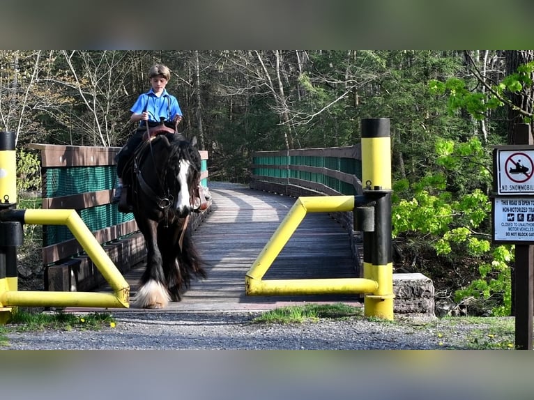 Tinkerhäst Sto 4 år Svart in Rebersburg, PA