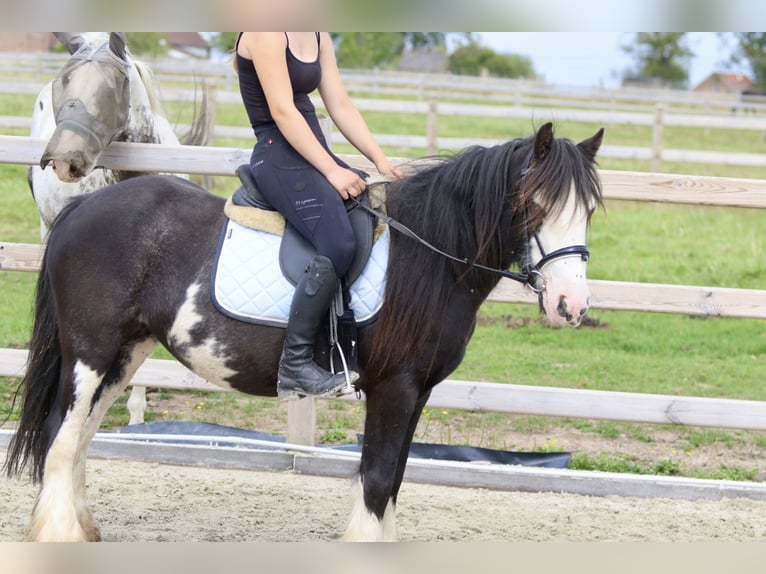 Tinkerhäst Sto 5 år 130 cm Pinto in Bogaarden