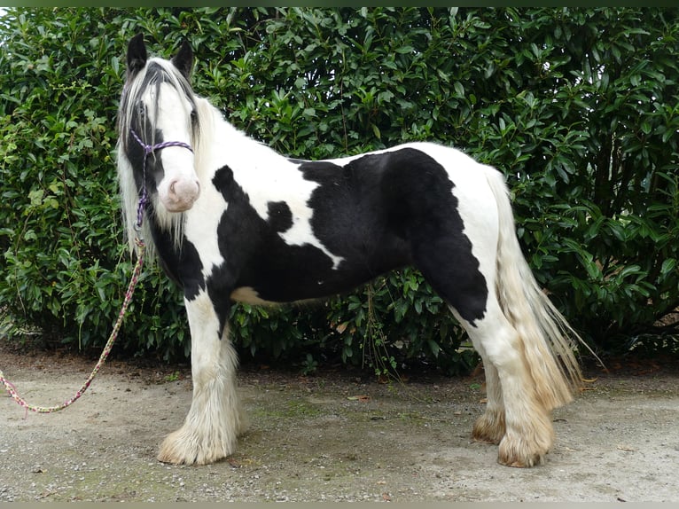Tinkerhäst Sto 5 år 131 cm Pinto in Lathen