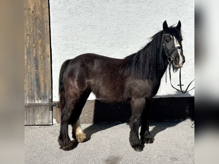 Tinkerhäst Sto 5 år 140 cm Svart in Pelmberg