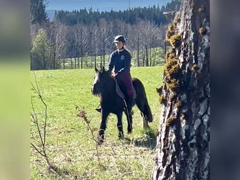 Tinkerhäst Sto 5 år 140 cm Svart in Pelmberg