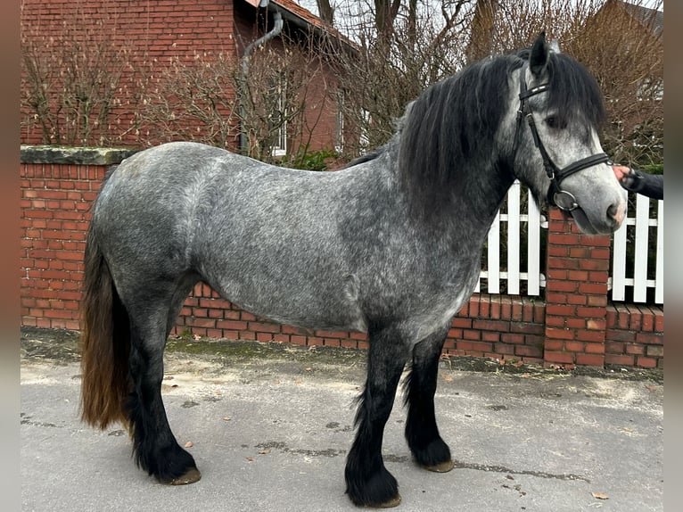 Tinkerhäst Sto 5 år 142 cm Grå-blå-brun in Bad Laer