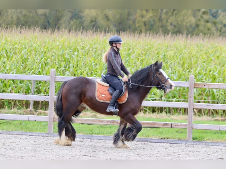 Tinkerhäst Sto 5 år 144 cm Brun in Bogaarden