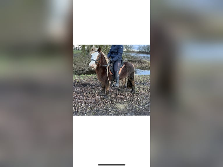 Tinkerhäst Blandning Sto 6 år 135 cm fux in Veendam