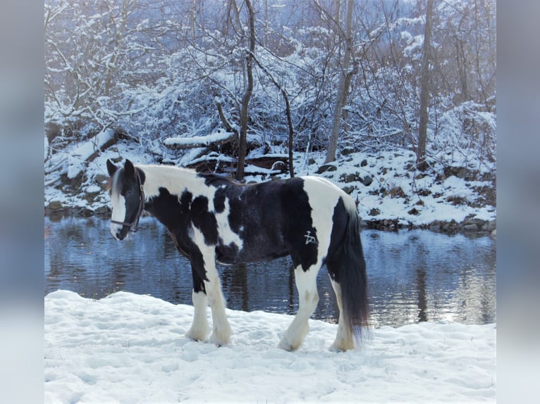 Tinkerhäst Sto 7 år 142 cm Tobiano-skäck-alla-färger in Culpeper, VA