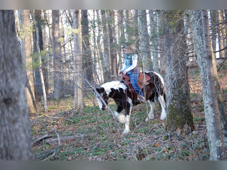 Tinkerhäst Sto 7 år 142 cm Tobiano-skäck-alla-färger in Culpeper, VA
