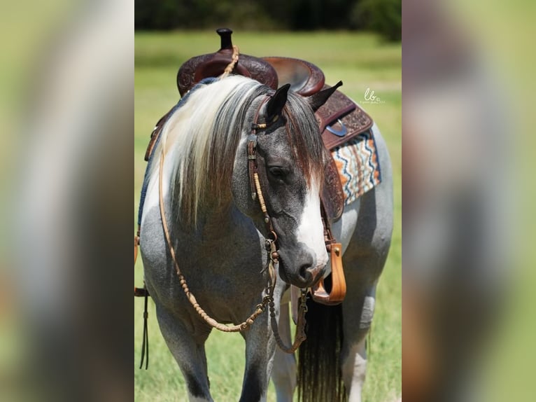 Tinkerhäst Blandning Sto 7 år 145 cm Konstantskimmel in Terrell, TX
