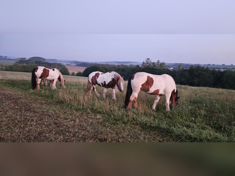 Tinkerhäst Sto 7 år 154 cm Pinto in Nordhausen