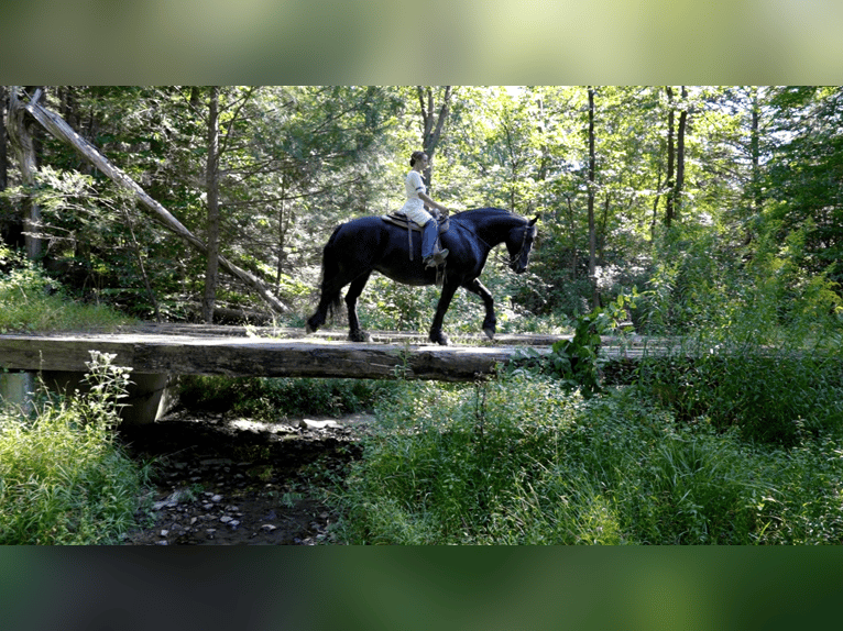 Tinkerhäst Blandning Sto 7 år 155 cm Svart in Millerstown, PA