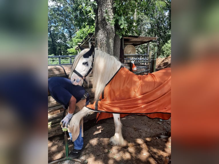 Tinkerhäst Sto 8 år 126 cm Pinto in Morsbach