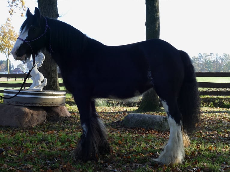 Tinkerhäst Sto 8 år 142 cm Svart in Lathen
