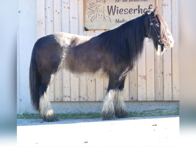 Tinkerhäst Sto 9 år 143 cm Sabino in Kirchbichl