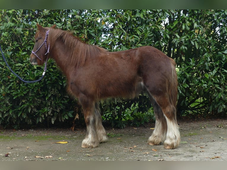 Tinkerhäst Valack 10 år 136 cm fux in Lathen