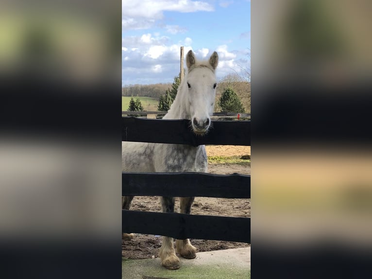 Tinkerhäst Blandning Valack 11 år 150 cm Gråskimmel in Eitorf