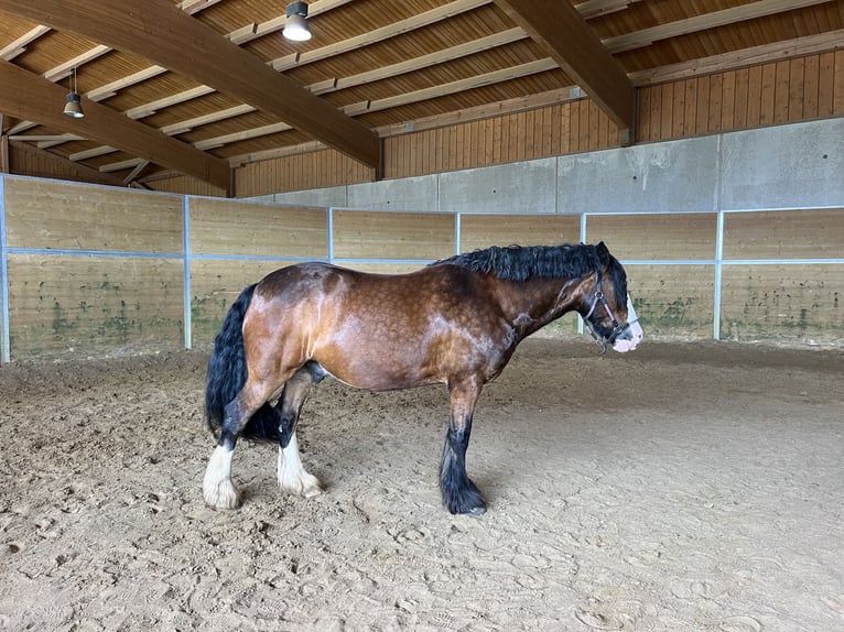 Tinkerhäst Blandning Valack 11 år 157 cm Brun in Essen