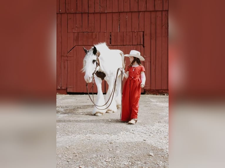 Tinkerhäst Valack 12 år 150 cm Pinto in Mount Hope, AL