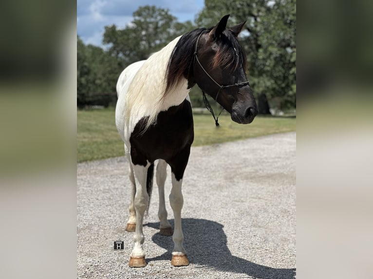 Tinkerhäst Blandning Valack 12 år in Jacksboro