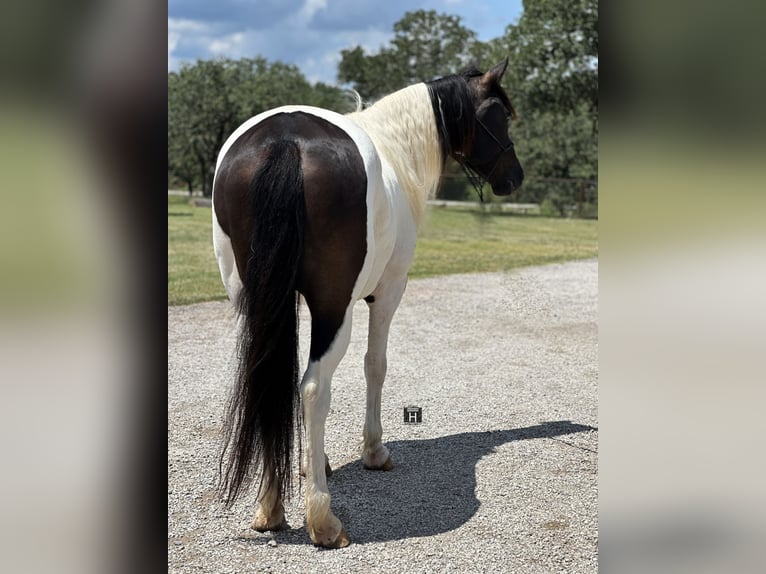 Tinkerhäst Blandning Valack 12 år in Jacksboro