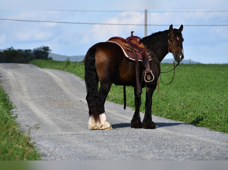 Tinkerhäst Valack 13 år 147 cm Mörkbrun in Rebersburg, PA