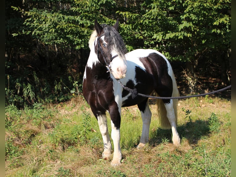 Tinkerhäst Valack 14 år 143 cm Pinto in Mont-Crosin