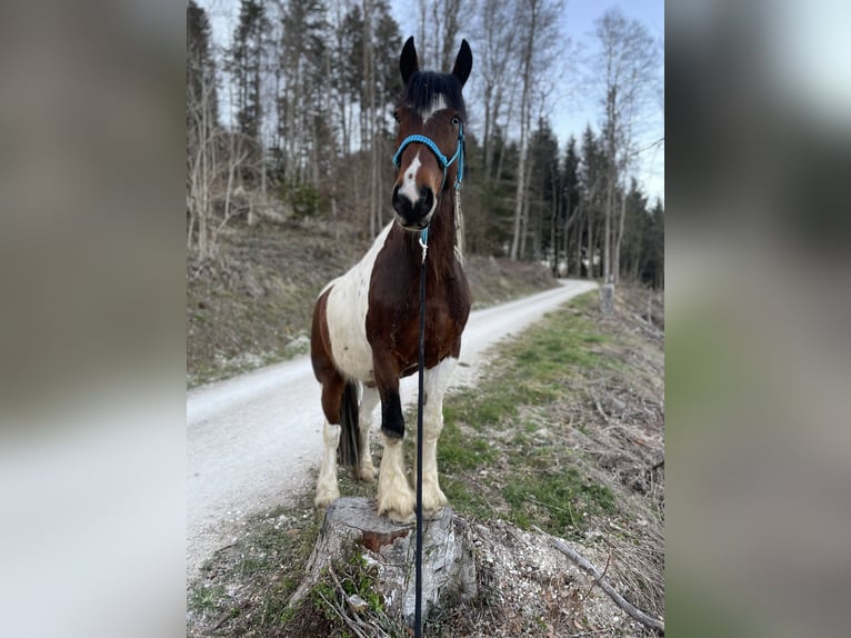 Tinkerhäst Valack 14 år 158 cm Tobiano-skäck-alla-färger in Reidermoos