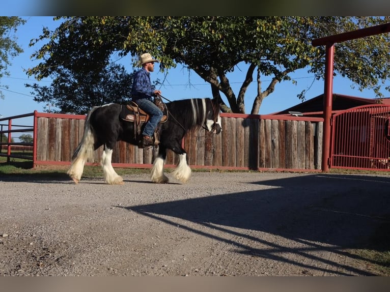 Tinkerhäst Valack 15 år in Grand Saline, TX