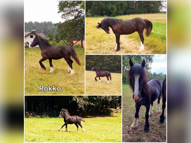 Tinkerhäst Valack 1 år 149 cm Svart in Oberzent