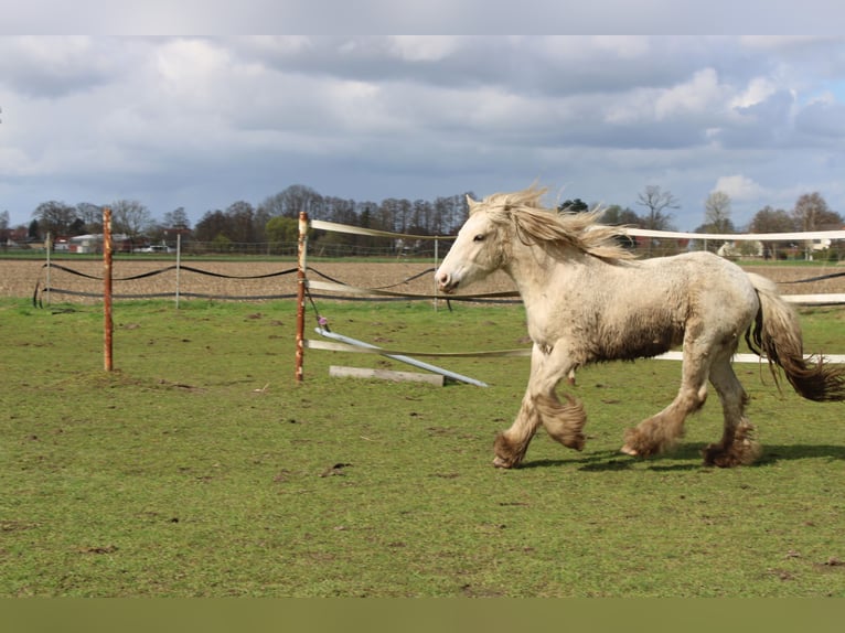 Tinkerhäst Valack 2 år 152 cm Pinto in Rahden