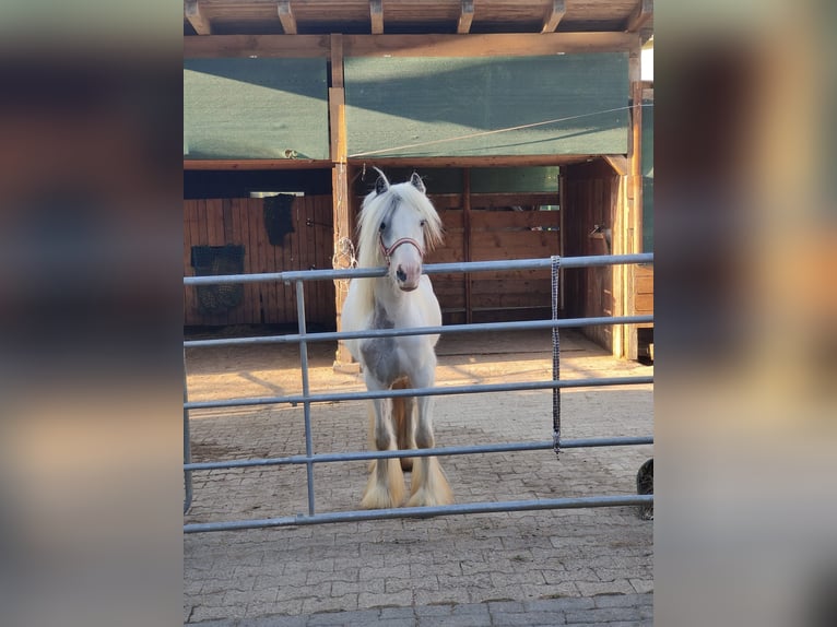 Tinkerhäst Valack 3 år 122 cm Grå in Donaueschingen