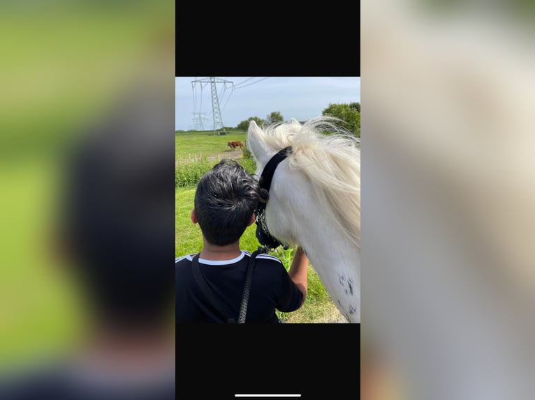 Tinkerhäst Valack 3 år 135 cm in Rotterdam