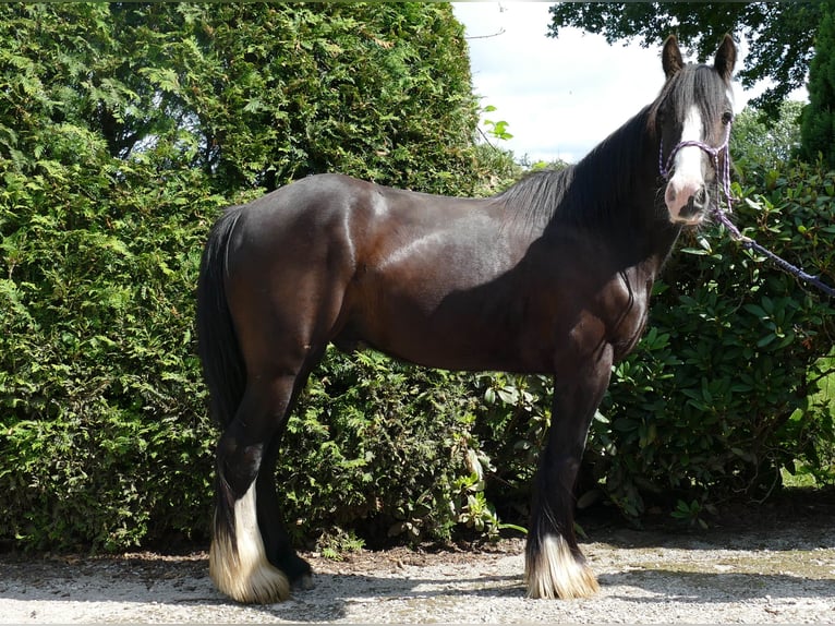 Tinkerhäst Valack 3 år 138 cm Svart in Lathen