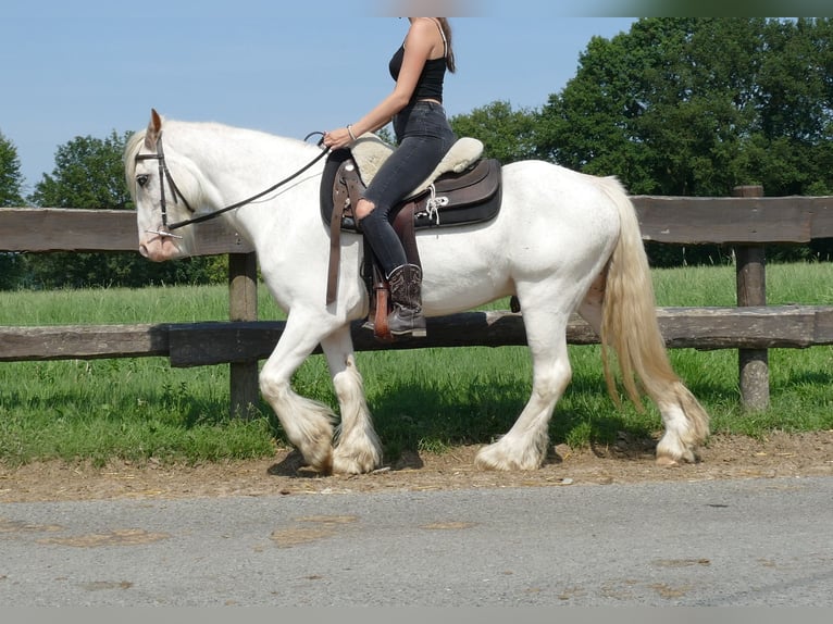 Tinkerhäst Valack 3 år 146 cm Grå in Lathen