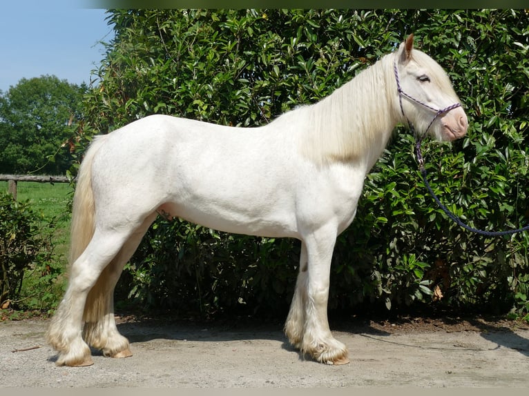 Tinkerhäst Valack 3 år 146 cm Grå in Lathen