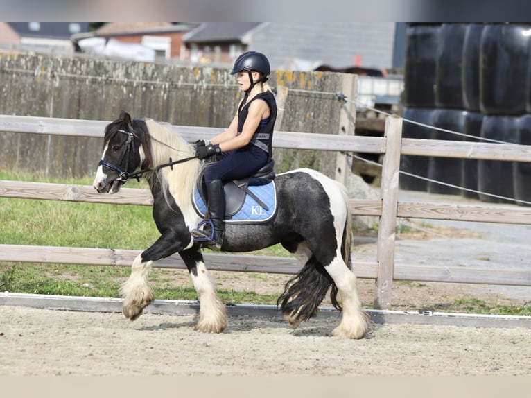 Tinkerhäst Valack 4 år 120 cm Pinto in Bogaarden