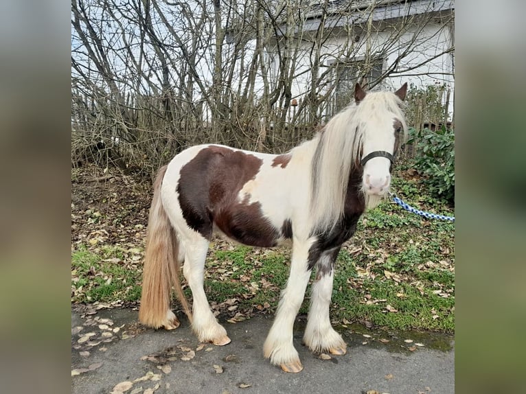 Tinkerhäst Valack 4 år 123 cm Pinto in Nettersheim