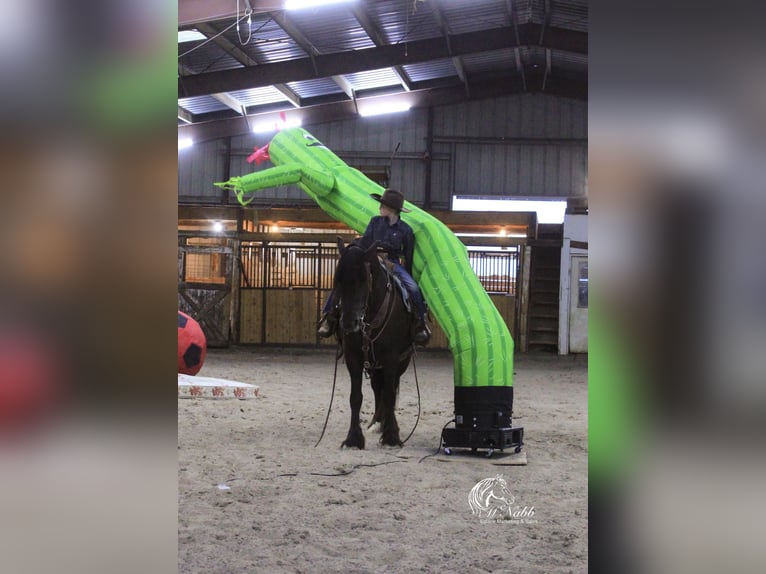 Tinkerhäst Blandning Valack 4 år 147 cm Svart in Cody